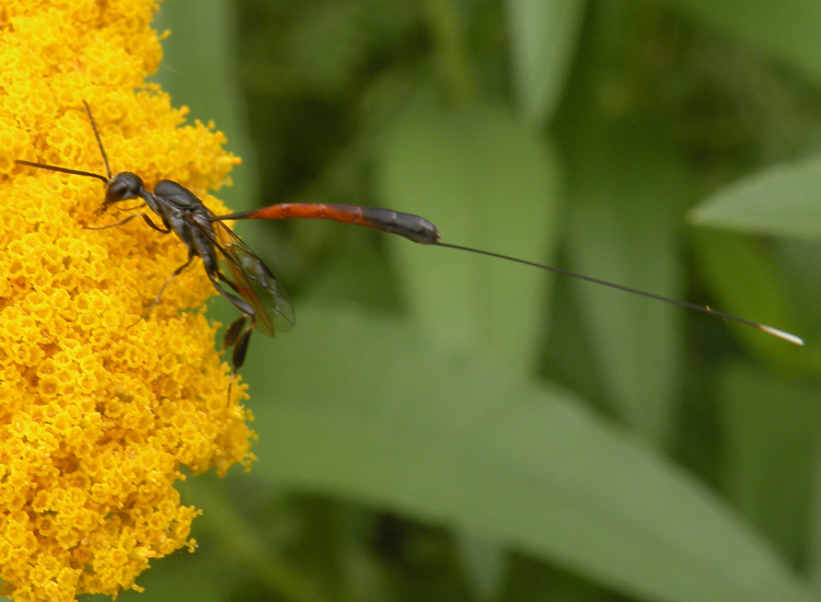 Gasteruptiidae indet